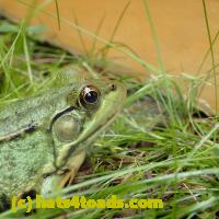 /home//u458753944/public_html/sourcegallery//////////////Frogs/More bullfrogs/P8150222.JPG